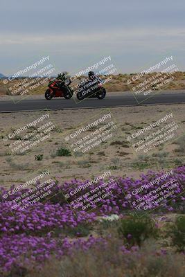 media/Jan-14-2023-SoCal Trackdays (Sat) [[497694156f]]/Turn 14 Exit Bloomig (145pm)/